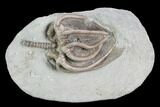 Crinoid (Agaricocrinus) Fossil - Crawfordsville, Indiana #99939-1